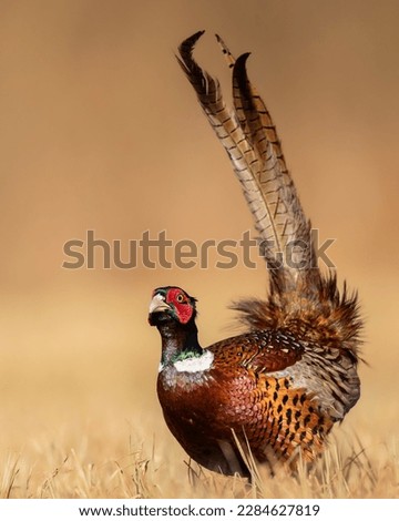 Common pheasant Phasianus colchius Ring-necked pheasant in natural habitat, grassland in early spring