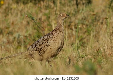 182 Silhouette Common Pheasant Images, Stock Photos & Vectors ...