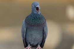 A Common Pigeon Yawning And Attempting To Wake People Up On A Lovely Morning