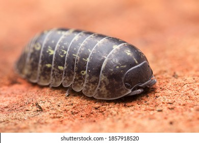 Common Pill Woodlouse Roly-poly Macro