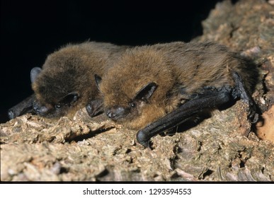 Common Pipistrelle In A Cave