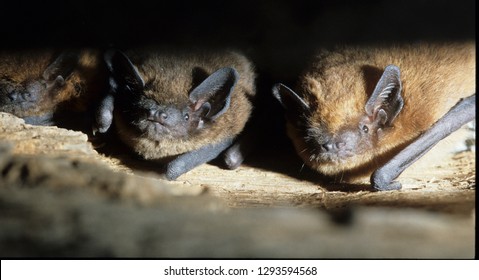 Common Pipistrelle In A Cave