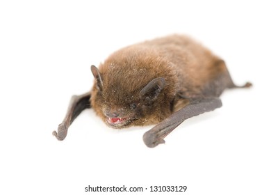 Common Pipistrelle On White Background