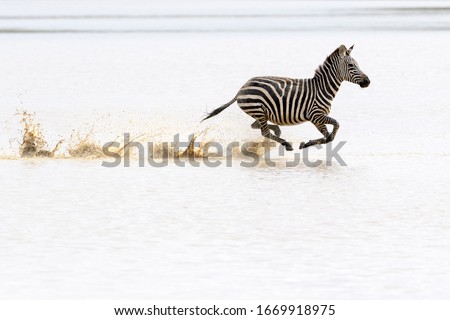 Common or Plains Zebra (Equus quagga) running fast in splashing water, Ngorongoro crater national park, Tanzania