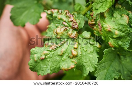 Common Plant Diseases. Peach leaf curl on currant leaves. Puckered or blistered leaves distorted by pale yellow aphids. Man holding reddish or yellowish green foliage eaten by currant blister aphids