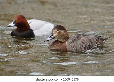 Common Pochard