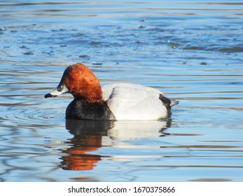 Common Pochard in blue water. Bird has been protected in Finland.