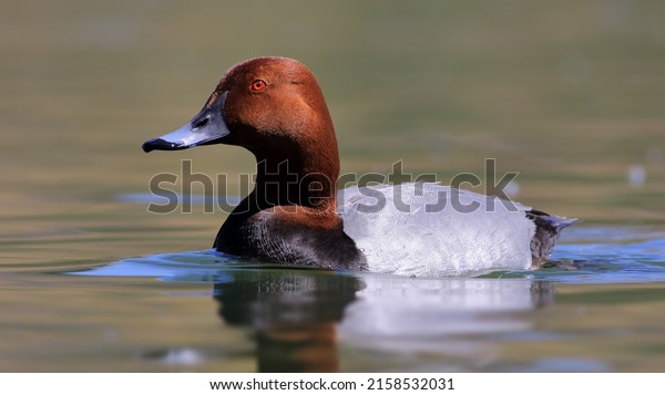 Common\
Pochard - Duck Birds and animals in wildlife concept. Amazing\
mallard duck swims in lake or river with blue water under sunlight\
landscape. Closeup perspective of funny\
duck.