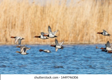 Common Pochard ducks flying over water (Aythya ferina) - Powered by Shutterstock