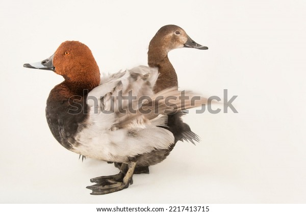 Common pochard ducks\
and white background 