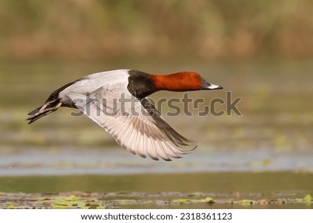 Common pochard,  Mid-sized diving duck. Male distinctive, with dark rusty head, pale gray body contrasting with black breast, and broad pale bluish band on bill. 