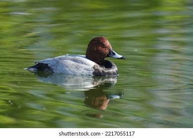 Common Pochard In A Pond