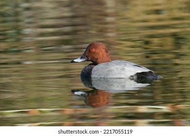 Common Pochard In A Pond