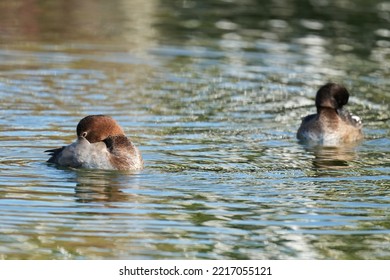 Common Pochard In A Pond