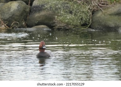 Common Pochard In A Pond