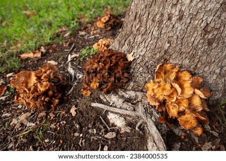 A common Podoscypha petalodes wood-rotting fungus or wine glass fungus or ruffled paper fungus showing root rot disease on Oak Trees feeds on decaying wood at the base of the tree on a Fall day. 
