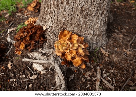 A common Podoscypha petalodes wood-rotting fungus or wine glass fungus or ruffled paper fungus showing root rot disease on Oak Trees feeds on decaying wood at the base of the tree on a Fall day. 