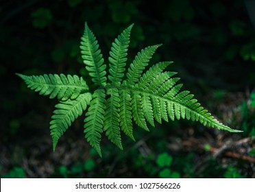 Common Polypody In The Forrest