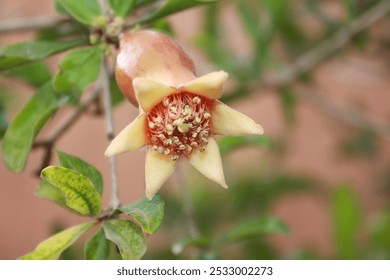 The common pomegranate or pomegranate tree (Punica granatum) is a species of flowering plants in the Lythraceae family. It is a fruit tree, cultivated since ancient times for its edible fruits (pomegr