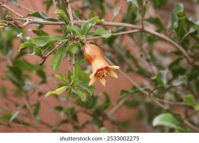 The common pomegranate or pomegranate tree (Punica granatum) is a species of flowering plants in the Lythraceae family. It is a fruit tree, cultivated since ancient times for its edible fruits (pomegr