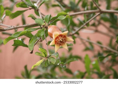 The common pomegranate or pomegranate tree (Punica granatum) is a species of flowering plants in the Lythraceae family. It is a fruit tree, cultivated since ancient times for its edible fruits (pomegr