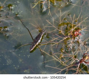700 Common pond skater Images, Stock Photos &amp; Vectors | Shutterstock