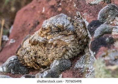 Common Poorwill resting on a stone in northwest Colorado