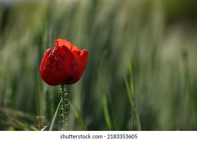 Common Poppy Flower In Heat Wave