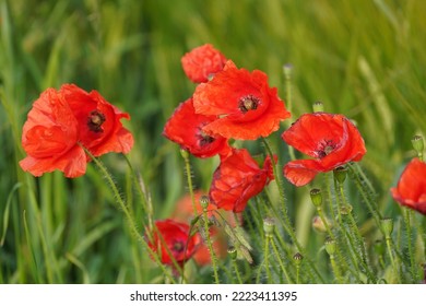 Common Poppy Or Papaver Rhoeas