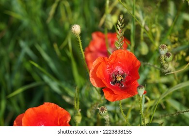 Common Poppy Or Papaver Rhoeas