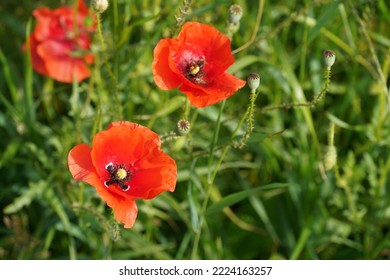 Common Poppy Or Papaver Rhoeas