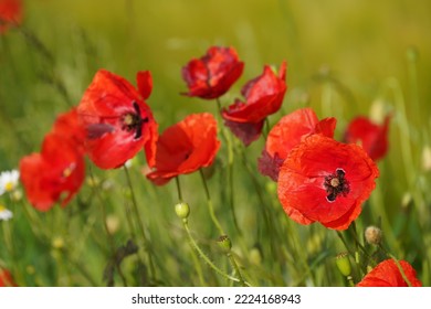 Common Poppy Or Papaver Rhoeas