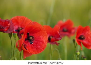 Common Poppy Or Papaver Rhoeas