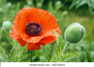 A Common Poppy (Papaver Rhoeas)