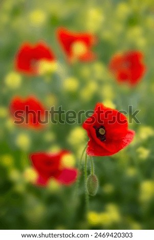 Similar – Foto Bild Mohn am Donnerstag Natur