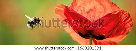 Common Poppy (Papaver rhoeas) and flying Large Earth Bumblebee 