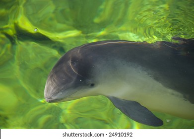 A Common Porpoise In Green Water