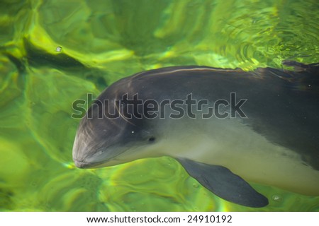 A Common Porpoise in green water