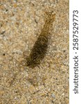 common prawn (Palaemon serratus) camouflaged on the sandy bottom of a tidal pool at low tide in Galicia (Spain)