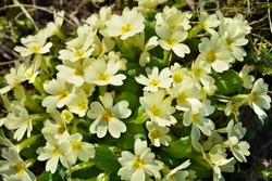 Common Primrose Yellow Flowers - Latin Name - Primula Vulgaris