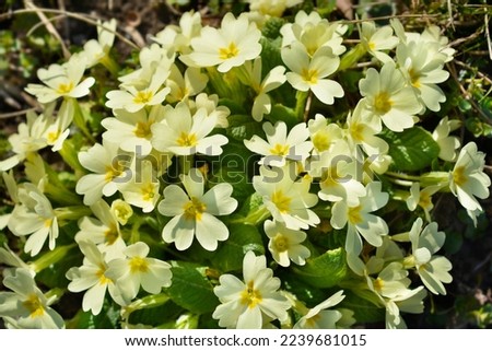 Common primrose yellow flowers - Latin name - Primula vulgaris