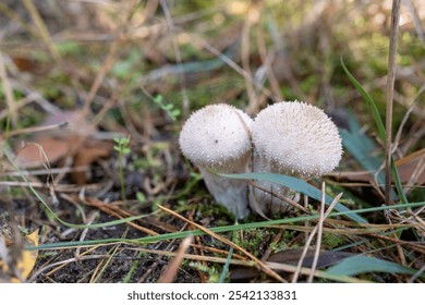 Common Puffball Mushrooms Growing on Forest Floor in Autumn - Powered by Shutterstock