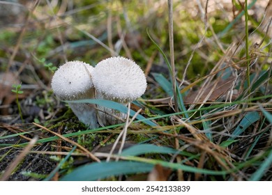 Common Puffball Mushrooms Growing on Forest Floor in Autumn - Powered by Shutterstock