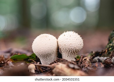 common puffball, warted puffball, gem-studded puffball, wolf farts or the devil's snuff-box
