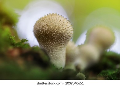 common puffball, warted puffball, gem-studded puffball, wolf farts or the devil's snuff-box - Lycoperdon perlatum - perfect macro details