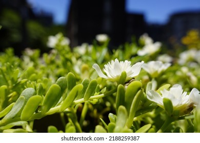 Common Purslane, Also Known As Little Hogweed, Or Pursley