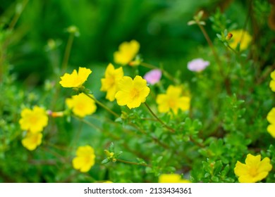 Common Purslane, Little Hogweed, Verdolaga, Beautiful Flower