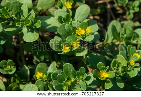 Common purslane (Portulaca oleracea) also known as verdolaga or pigweed