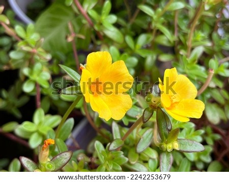 Common Purslane or Portulaca oleraceae is an annual succulent in the family Portulacaceae.
