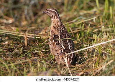 Common Quail